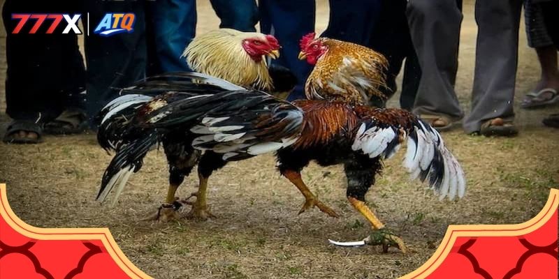 Tổng hợp những thể loại đá gà gay cấn nhất